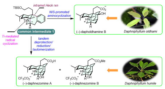 翟宏斌课题组完成了虎皮楠生物碱 (-)-Daphnezomine A、 (-)-Daphnezomine B和(+)-Dapholdhamine B 的发散式全合成   